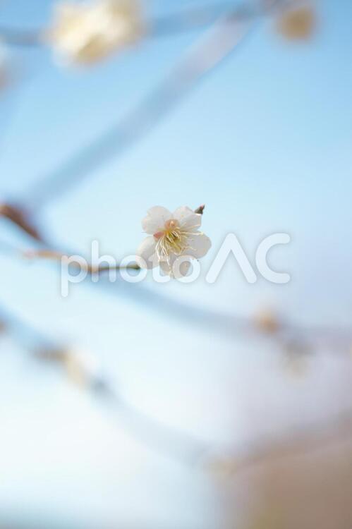 一輪の白梅　春の快晴　昼間の光 梅,白梅,早春の写真素材