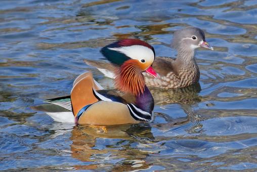 オシドリ雌に求愛行動するオシドリ雄 おしどり,オシドリ,鴛鴦の写真素材