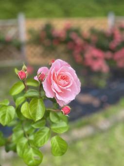 バラ バラ,ローズ,春の写真素材