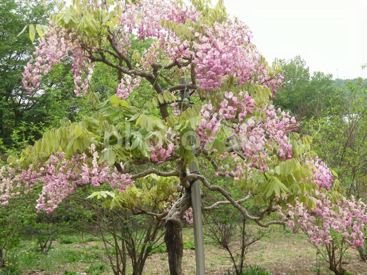 千年紫藤 千年紫藤,藤の花,藤の写真素材