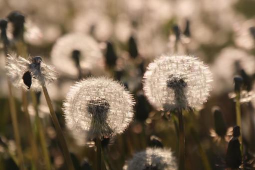 Dandelion, JPG Dandelion, JPG