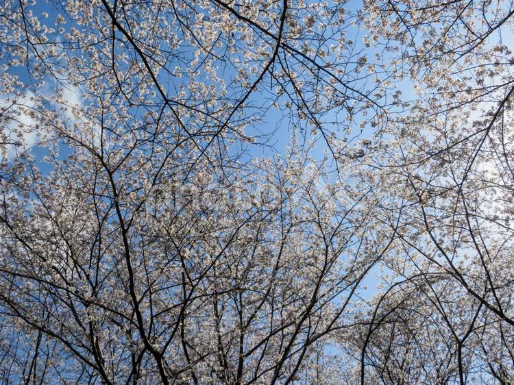 見上げれば桜の花と青空 桜,空,枝の写真素材
