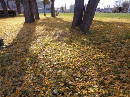 イチョウの落ち葉 イチョウ,紅葉,落ち葉の写真素材
