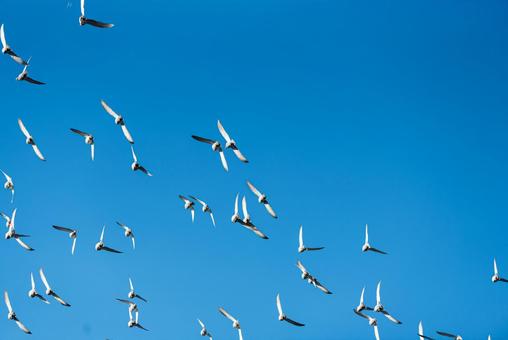 宙を舞うハトの群れ ハト,野鳥,鳥の写真素材