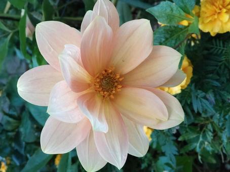 ダリア ダリア,秋の花,花の写真素材