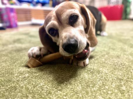 ガムを噛んで遊ぶビーグル犬 ガムを噛んで遊ぶビーグル犬 犬,遊ぶ,ガムの写真素材