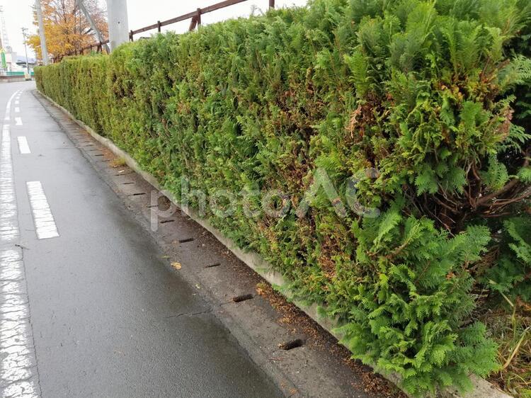 通学路　生垣 通学路,歩道,道路の写真素材