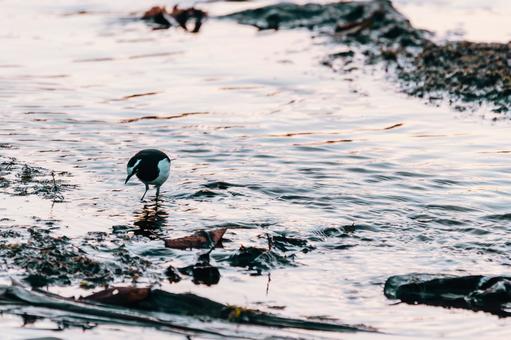 この辺に餌はあるかな セグロセキレイ,野鳥,小鳥の写真素材
