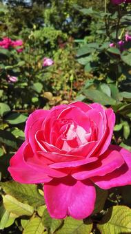 薔薇 薔薇の写真