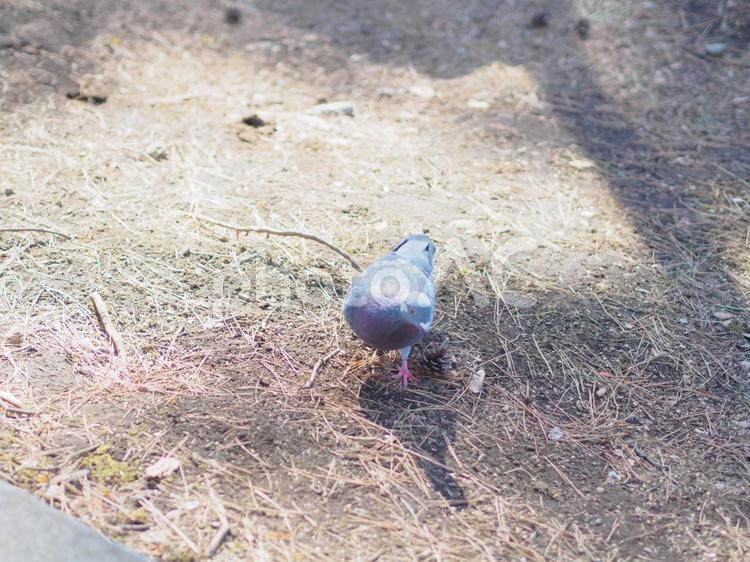 こちらによちよち歩いてくるハト 岩手県,岩手,盛岡市の写真素材