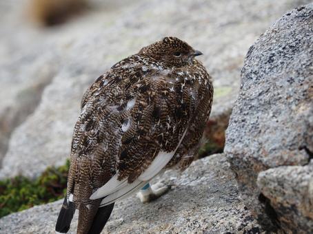 ライチョウ(中央アルプス・木曽駒ヶ岳) ライチョウ(中央アルプス・木曽駒ヶ岳) ライチョウ,鳥,野鳥の写真素材