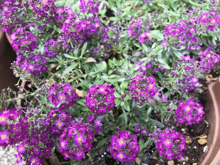 紫の小さな花 オーナメント（アート）,ガーデニング,フィールドの写真素材