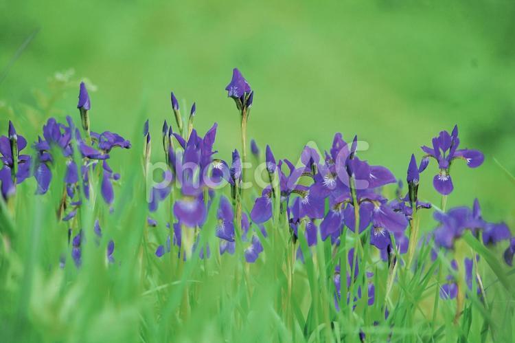 初夏の草原に群生して咲くアヤメの花 6月,アヤメ,山野草の写真素材