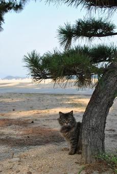 cat, JPG