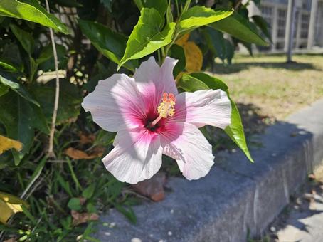 薄ピンクのハイビスカス 薄ピンクのハイビスカス ハイビスカス,薄ピンク,花の写真素材