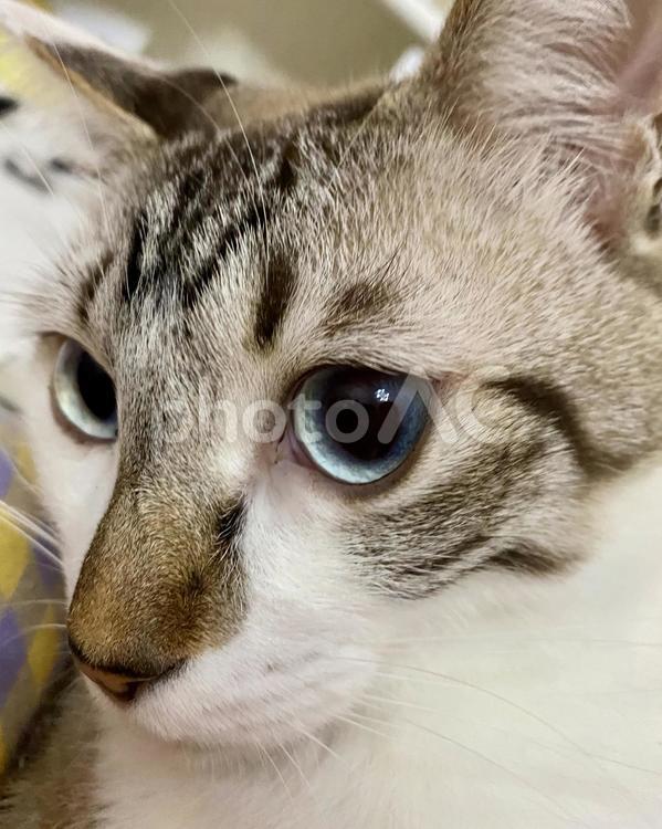 ぱっちりおめめのシャム系猫ちゃん 猫,シャムトラ,微睡むの写真素材