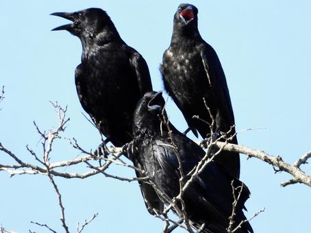 高い木の上にとまるカラスの親子 高い木の上にとまるカラスの親子の写真