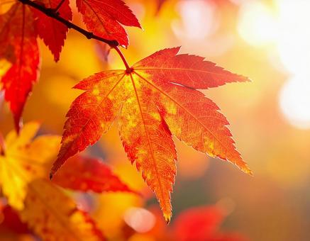 紅葉したもみじの葉のクローズアップの写真