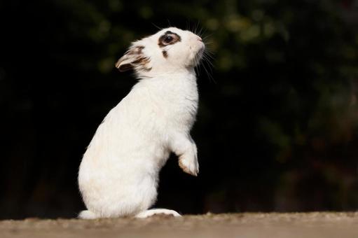 The rabbits of Okunoshima, JPG