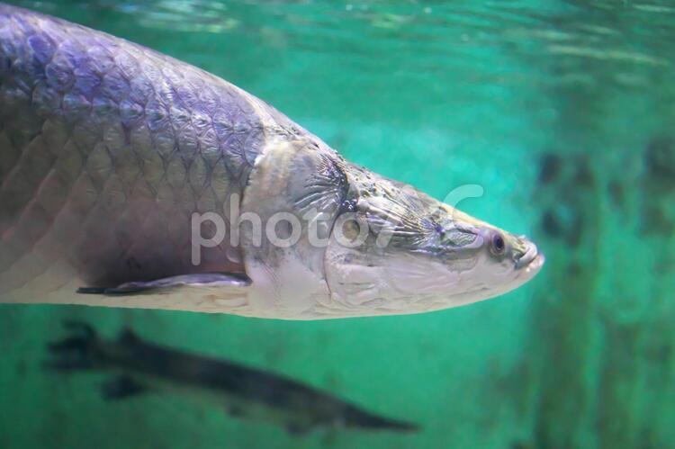 水族館の人気者 さかな,海水魚,魚類の写真素材
