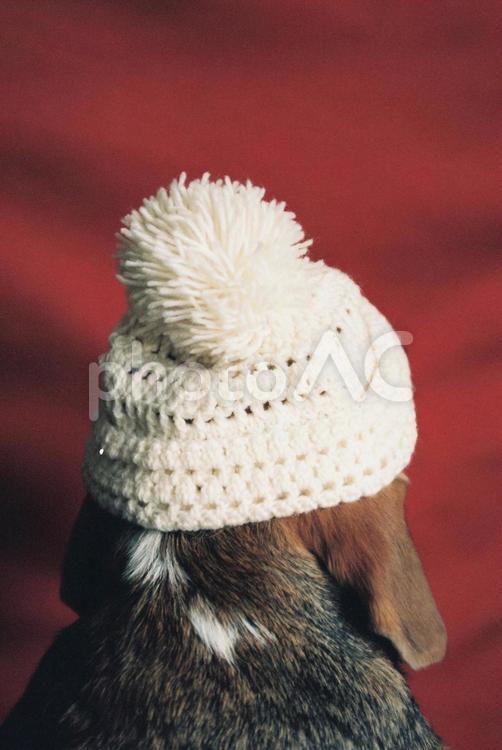 ニット帽を被ったビーグル犬・後ろ姿2 ニット帽,冬,ビーグルの写真素材