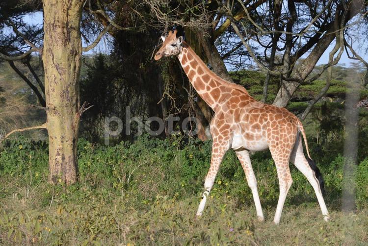 アフリカ　サファリ　キリン　野生動物 アフリカ,サファリ,キリンの写真素材