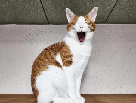 高いところが好きな茶トラ猫 高いところが好きな茶トラ猫の写真