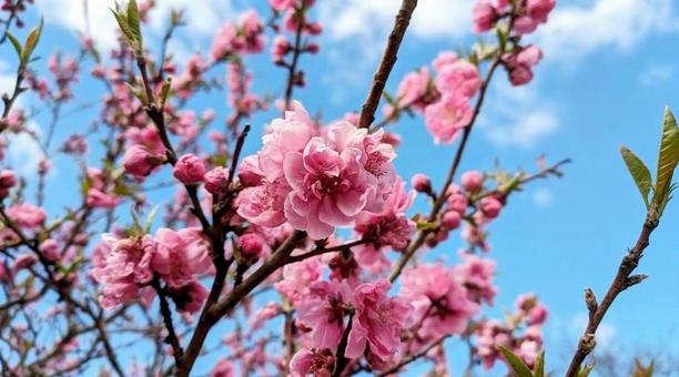 桃の花（ハナモモ）の写真