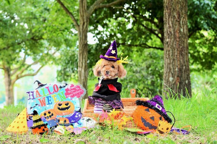 秋　ハロウィンと犬　 秋,犬,dogの写真素材