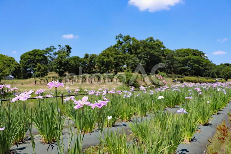 津堂城山古墳の花しょうぶ園 津堂城山古墳,花しょうぶ園,花畑の写真素材