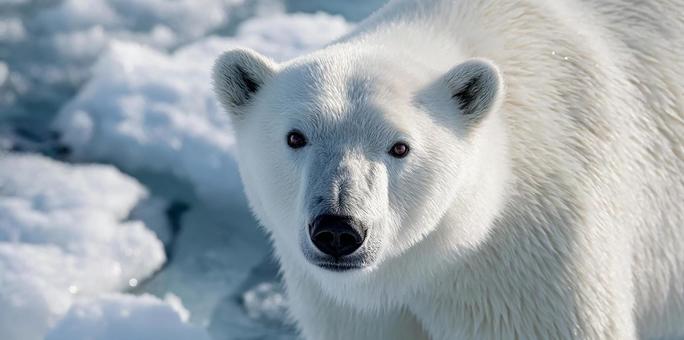 気候変動の影響を受けるシロクマ 気候変動の影響を受けるシロクマの写真