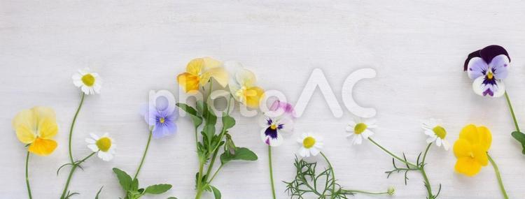 白背景にビオラとカモミールの花びら、エディブルフラワーのヘッダー素材 ビオラ,カモミール,春の写真素材