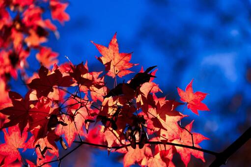 室生寺 室生寺,紅葉,もみじの写真素材
