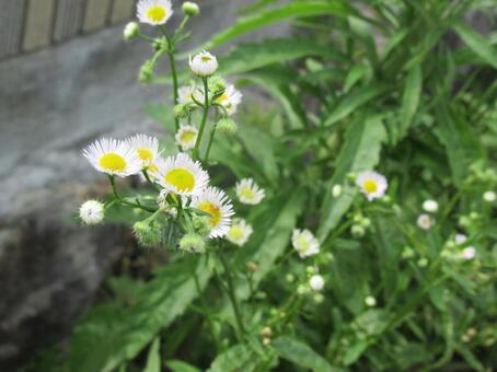 道端の花 道端の花の写真