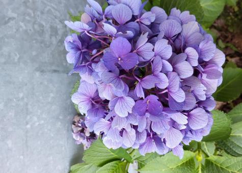 鮮やかな紫陽花 鮮やかな紫陽花の写真
