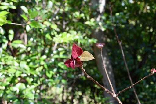林の中のアカメガシワの新芽 アカメガシワ,芽,赤の写真素材