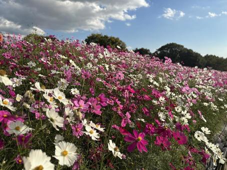 コスモス畑5 コスモス畑5 コスモス,花,秋の写真素材