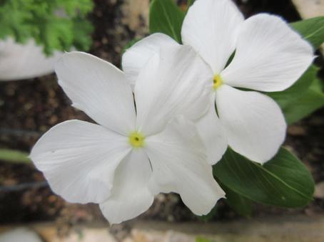 白いニチニチソウ  ０７ ニチニチソウ,白色,ミドリの写真素材