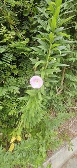 1輪だけの朝顔 1輪だけの朝顔 朝顔,アサガオ,花の写真素材