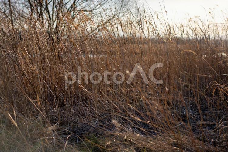 ススキのある風景 ススキ,風性,草むらの写真素材