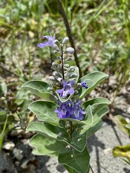 浜の植物の写真