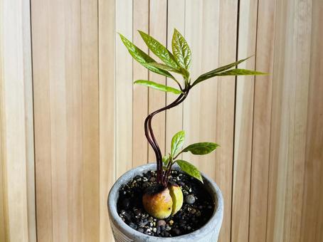 アボカド曲げ木の写真