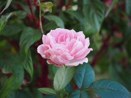 バラ園に咲くピンクの薔薇を撮りました バラ園に咲くピンクの薔薇を撮りましたの写真