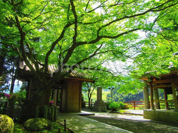青紅葉と茅葺き屋根の家と鐘 佐賀県大興善寺,佐賀県,茅葺き屋根の写真素材