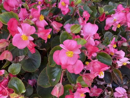 鮮やかなピンク色のベゴニアの花 01 鮮やかなピンク色のベゴニアの花 01の写真