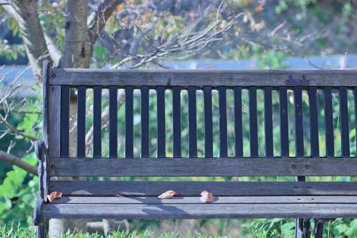 ベンチと落ち葉 葉,植物,椅子の写真素材