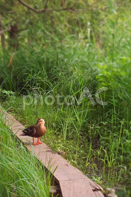 野生の鴨 かも,動物,原風景の写真素材