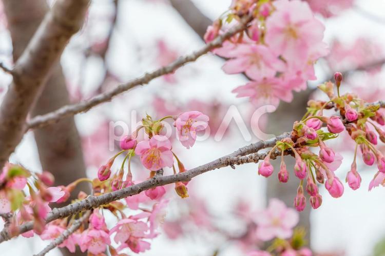 柔らかな光の中で咲き始める河津桜 河津桜,桜,花の写真素材