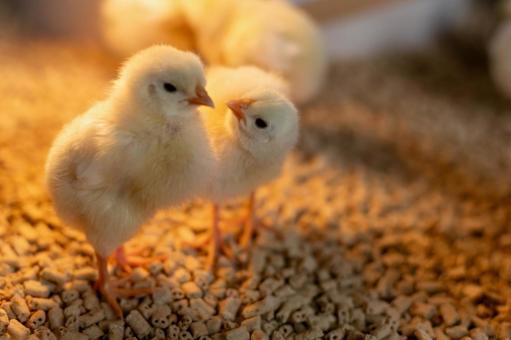 寄り添う仲良しな2羽のヒヨコ ヒヨコ,2羽,仲良しの写真素材