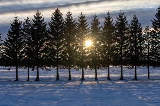 Sunlight filtering through the trees at dusk, JPG